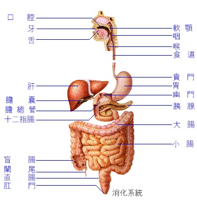 食物如何變成我們的養分?