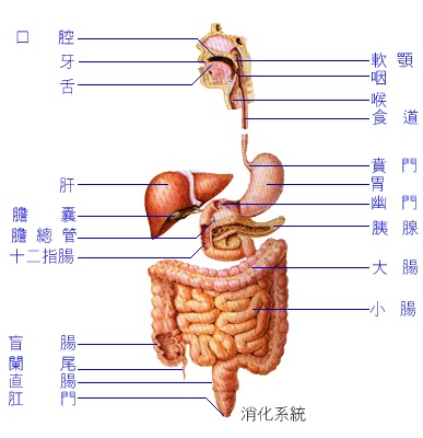 食物如何變成我們的養分？